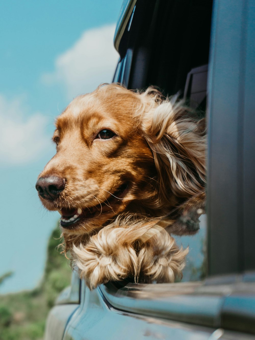 Golden retriever inside car