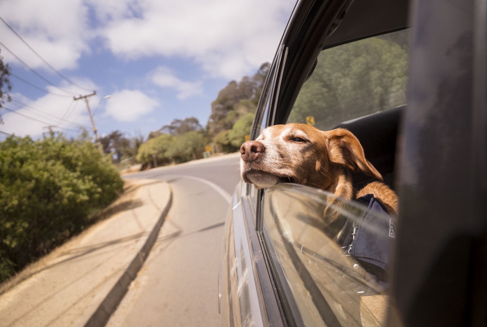 Dog leaning head on car window