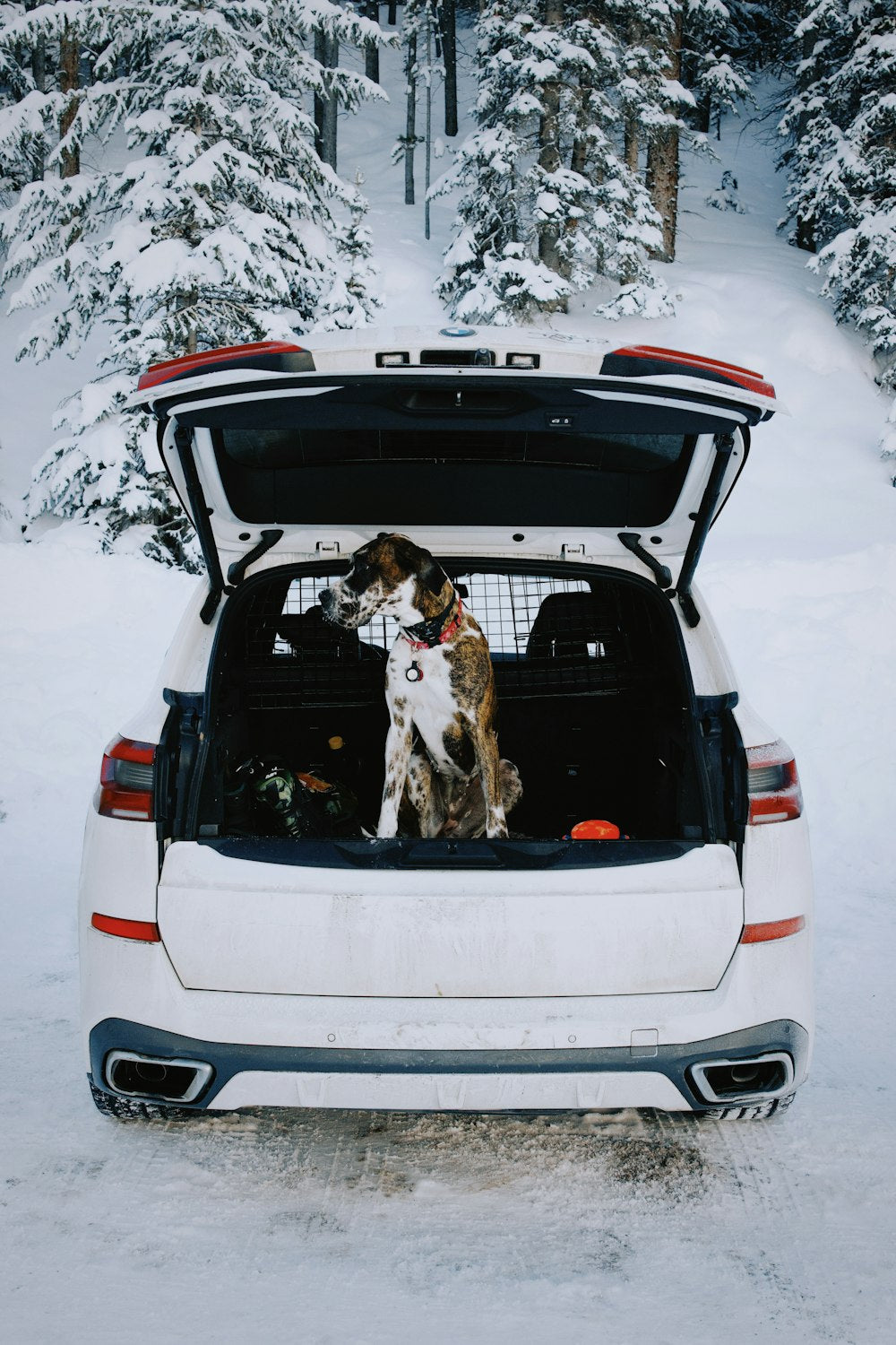 Dog sitting in open car trunk with cargo net